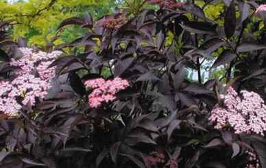 Sambucus nigra 'Guincho purple'  garden center plants shrubs elder black elder